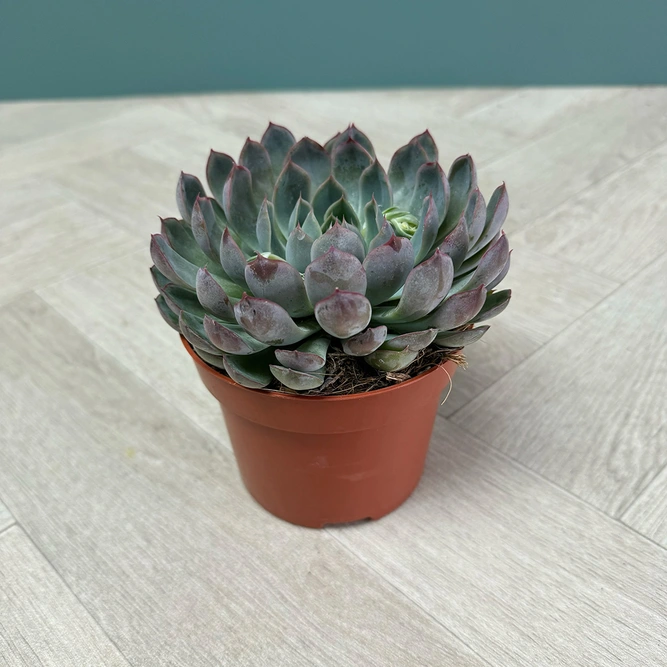 Echeveria 4 Succulent Pink Collection - image 5