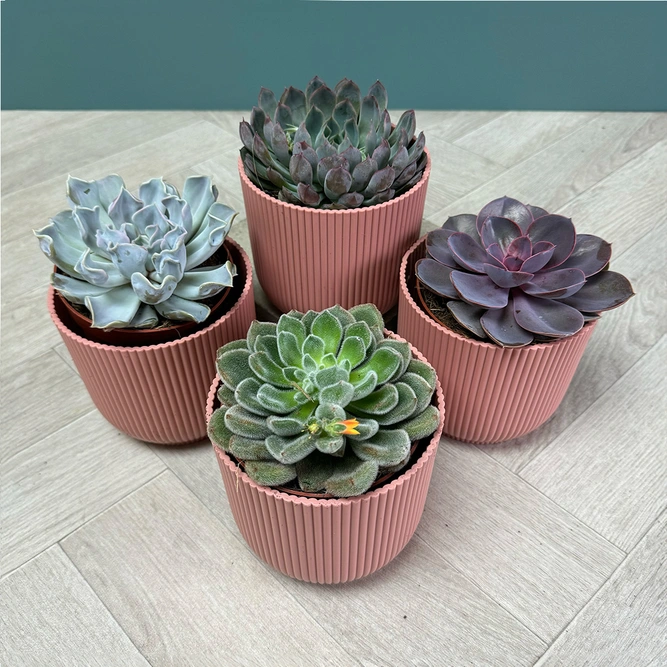 Echeveria 4 Succulent Pink Collection - image 1