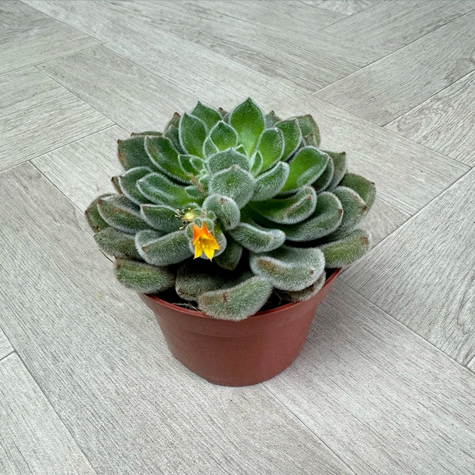 Echeveria 4 Succulent Yellow Collection - image 6