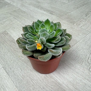 Echeveria 4 Succulent Yellow Collection - image 6