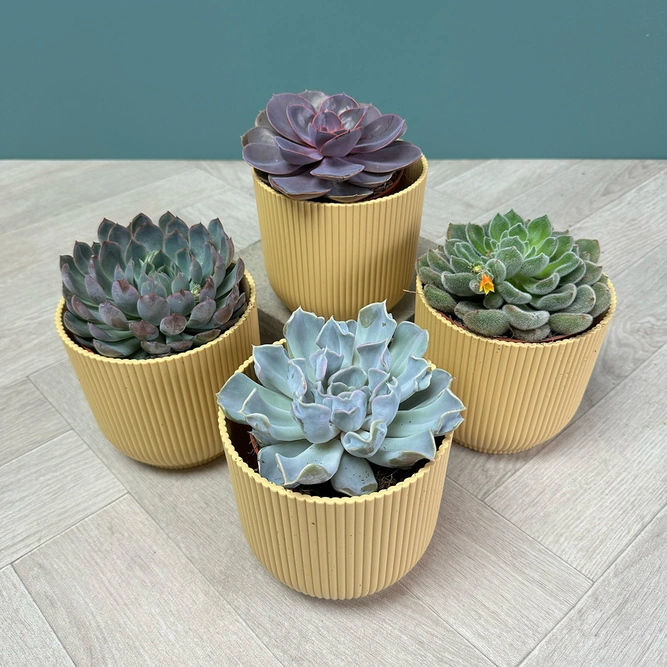 Echeveria 4 Succulent Yellow Collection - image 1