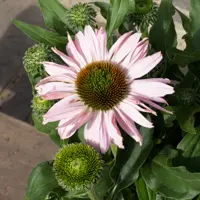 Echinacea