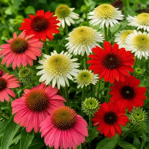 Echinacea ‘Mix Colours’ (Pot Size 17cm) Coneflower