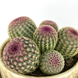 Echinocereus rubrispinus (Pot Size 12cm) Arizona rainbow cactus - image 1