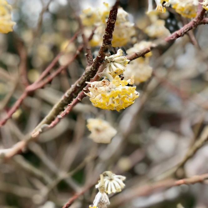 Edgeworthia Grandiflora (Pot Size 5L) Paper Bush - image 3