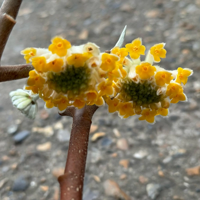 Edgeworthia Grandiflora (Pot Size 5L) Paper Bush - image 1