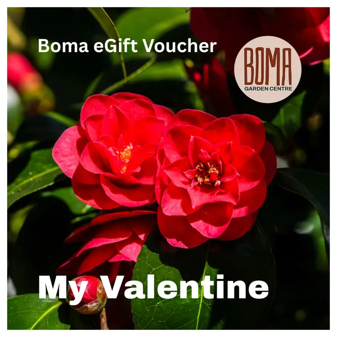 eGift Voucher - My Valentine