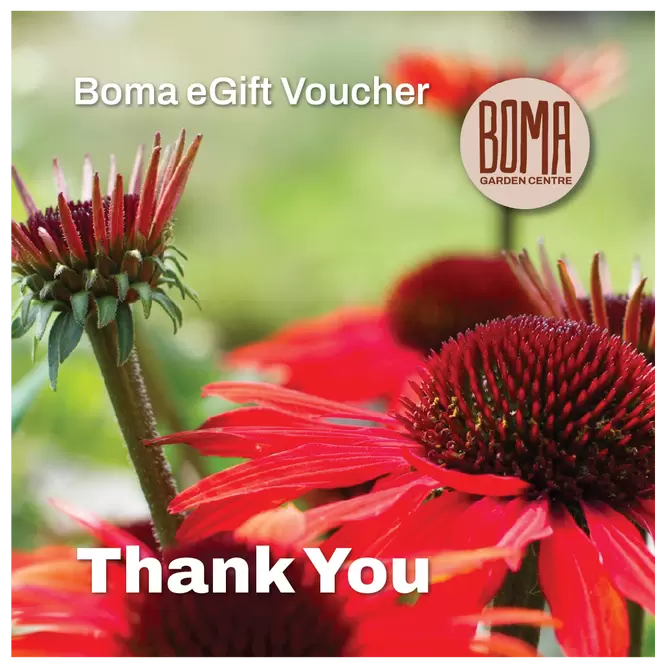 eGift Voucher - Thank You