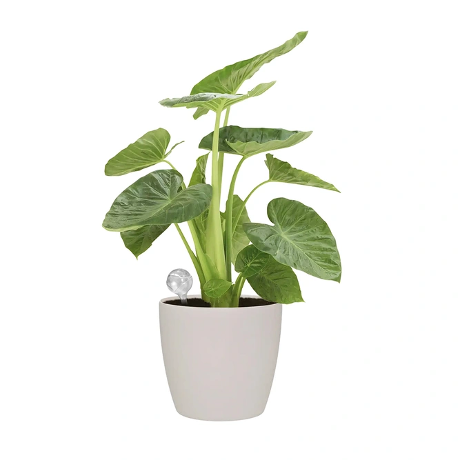 Elho Aqua Care Plant Watering System - image 4