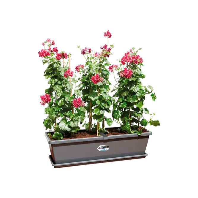 Elho Barcelona 80cm Extra Large Anthracite Trough Planter – W 80 x H 20 x D 24 cm - image 3