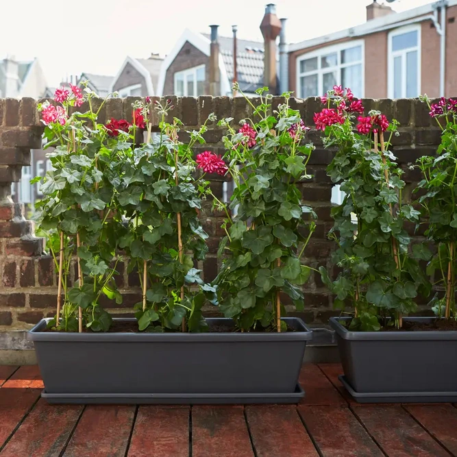 Elho Barcelona 80cm Extra Large Anthracite Trough Planter – W 80 x H 20 x D 24 cm - image 5