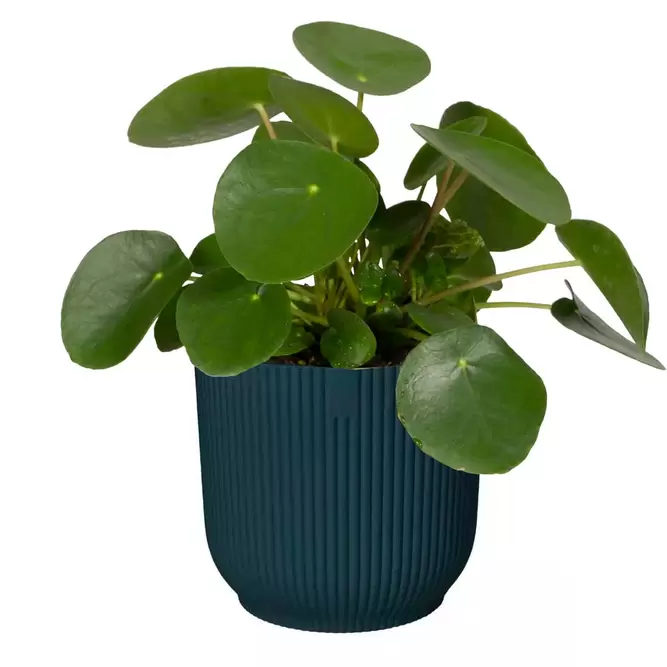 Elho Eco-Plastic Blue (Pot Size 7cm) Indoor Plant Pot Cover - image 4