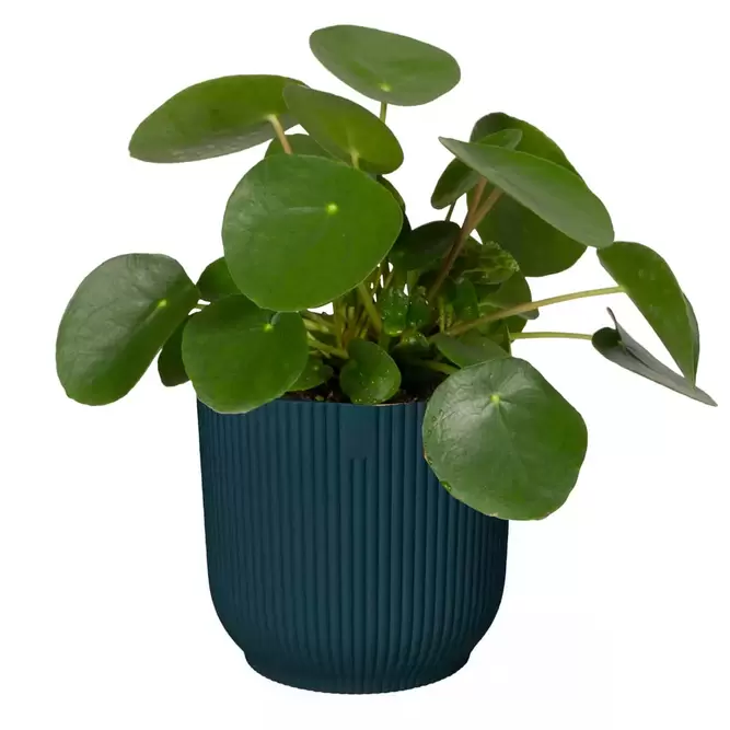Elho Eco-Plastic Blue (Pot Size 16cm) Indoor Plant Pot Cover - image 2