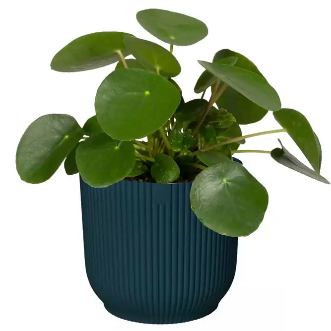 Elho Eco-Plastic Blue (Pot Size 22cm) Indoor Plant Pot Cover - image 2