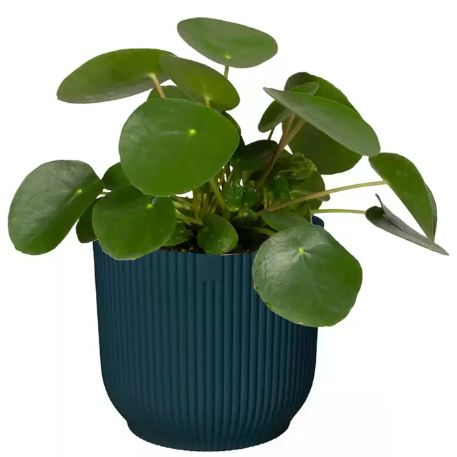 Elho Eco-Plastic Blue (Pot Size 25cm) Indoor Plant Pot Cover - image 2