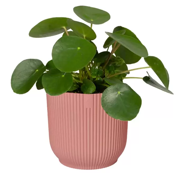Elho Eco-Plastic Pink (Pot Size 14cm) Indoor Plant Pot Cover - image 2