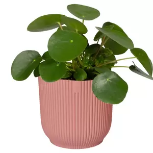 Elho Eco-Plastic Pink (Pot Size 16cm) Indoor Plant Pot Cover - image 2