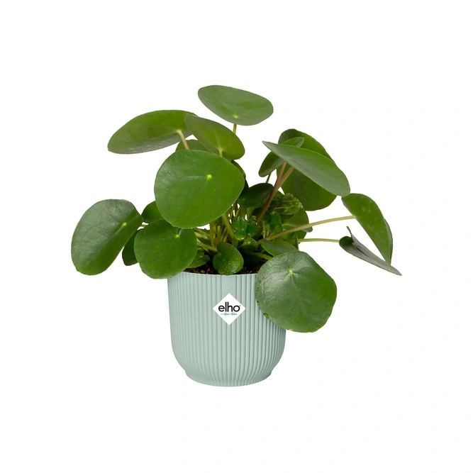 Elho Eco-Plastic Sorbet Green (Pot Size 14cm) Indoor Plant Pot Cover - image 3