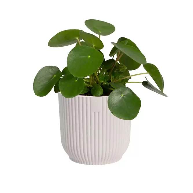 Elho Eco-Plastic White (Pot Size 9cm) Indoor Plant Pot Cover - image 2