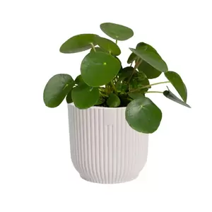 Elho Eco-Plastic White (Pot Size 11cm) Indoor Plant Pot Cover - image 2