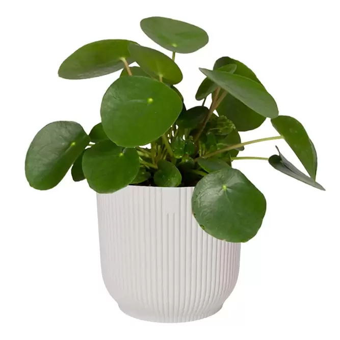 Elho Eco-Plastic White (Pot Size 16cm) Indoor Plant Pot Cover - image 2