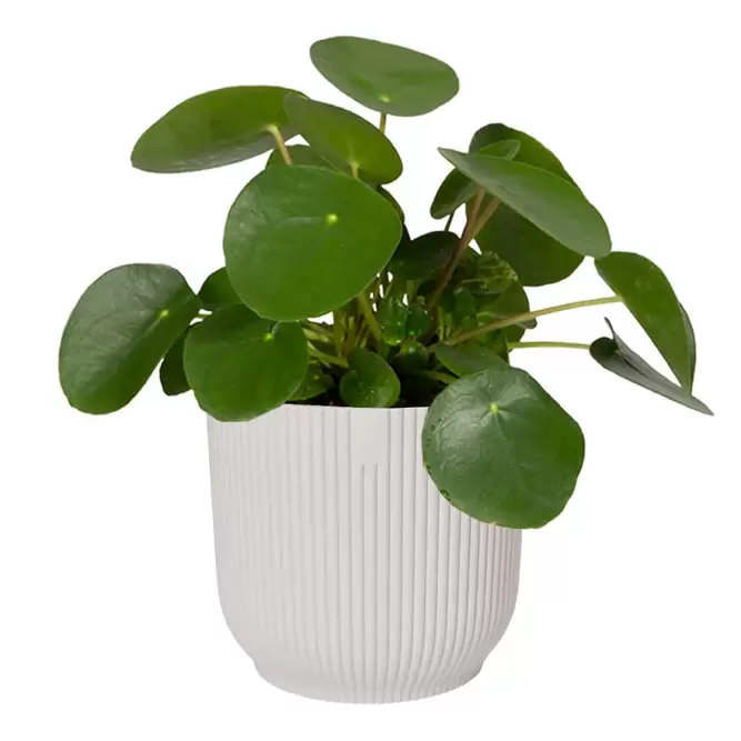 Elho Eco-Plastic White (Pot Size 18cm) Indoor Plant Pot Cover - image 2