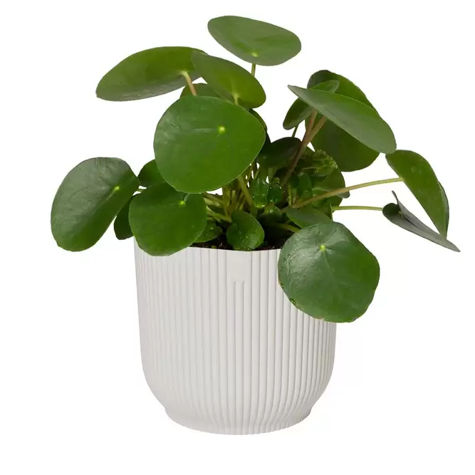 Elho Eco-Plastic White (Pot Size 22cm) Indoor Plant Pot Cover - image 2