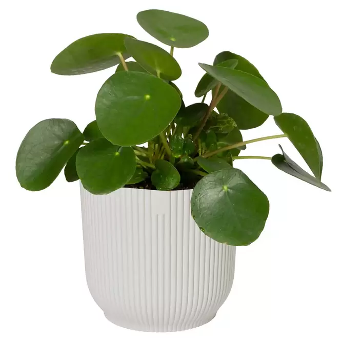 Elho Eco-Plastic White (Pot Size 30cm) Indoor Plant Pot Cover - image 2