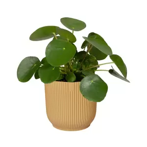 Elho Eco-Plastic Yellow (Pot Size 16cm) Indoor Plant Pot Cover - image 2