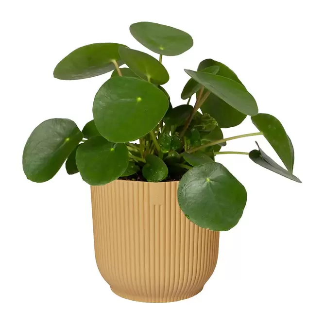 Elho Eco-Plastic Yellow (Pot Size 18cm) Indoor Plant Pot Cover - image 2