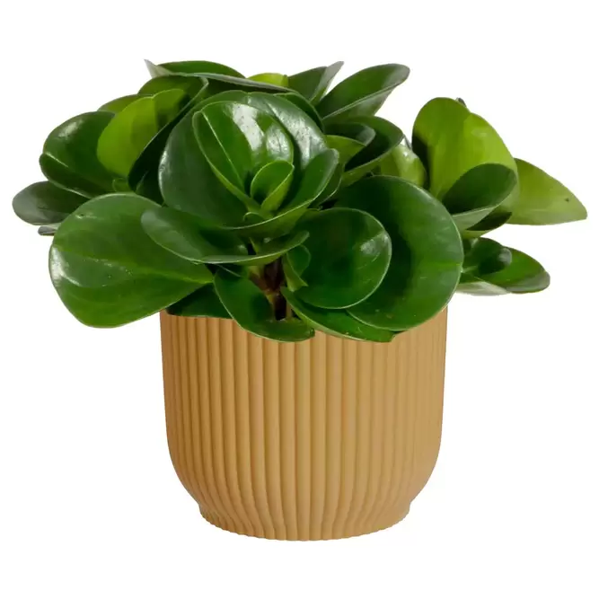 Elho Eco-Plastic Yellow (Pot Size 7cm) Indoor Plant Pot Cover - image 3