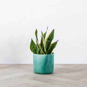 Elho Ocean Collection Green (Pot Size 16cm) Indoor Plant Pot Cover - image 3