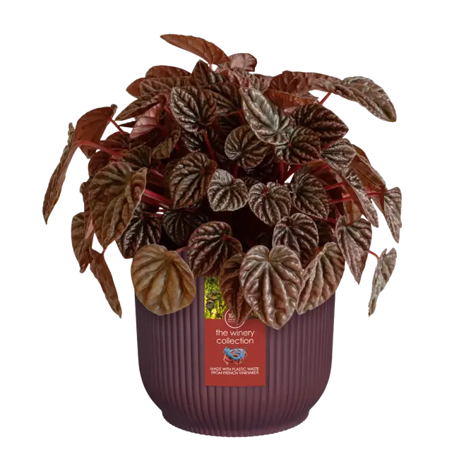 Elho Winery Collection Bordeaux Round Planter 14cm - image 5