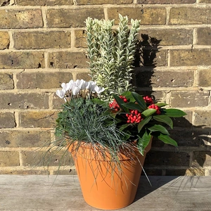 Eliana Winter Planter (29cm) Euonymus, Cyclamen, Skimmia, Festuca Planter - image 2