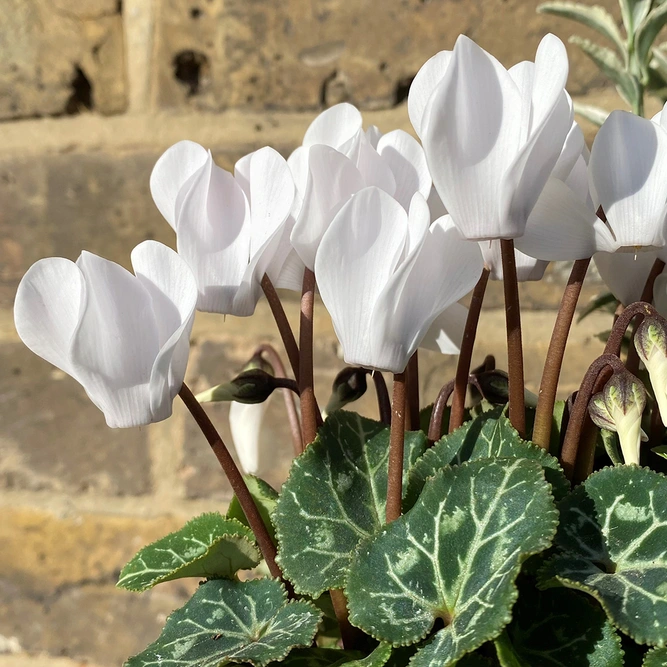 Eliana Winter Planter (29cm) Euonymus, Cyclamen, Skimmia, Festuca Planter - image 3