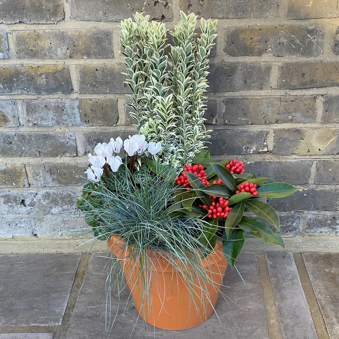 Eliana Winter Planter (29cm) Euonymus, Cyclamen, Skimmia, Festuca Planter - image 4