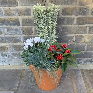 Eliana Winter Planter (29cm) Euonymus, Cyclamen, Skimmia, Festuca Planter - image 4