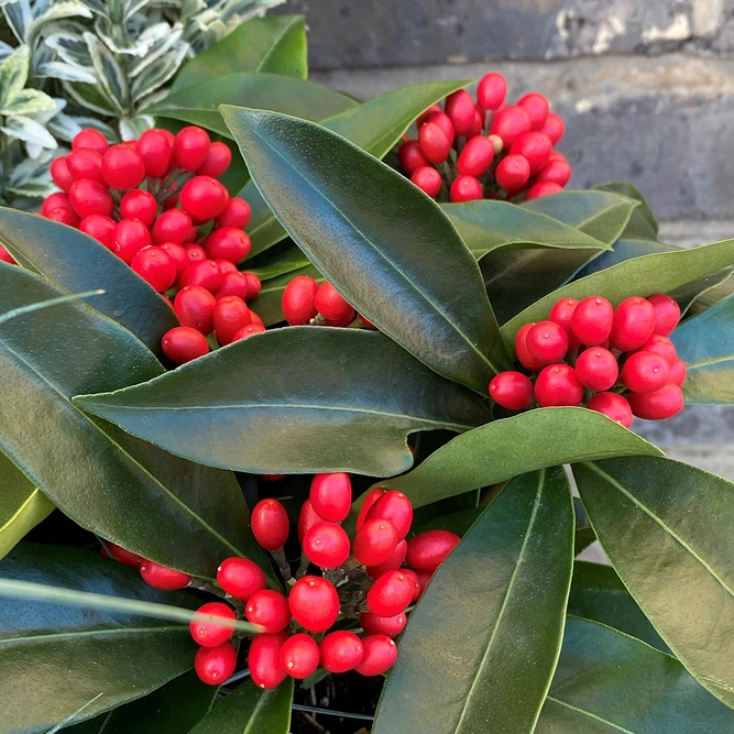Eliana Winter Planter (29cm) Euonymus, Cyclamen, Skimmia, Festuca Planter - image 6