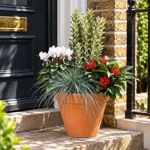 Eliana Winter Planter (29cm) Euonymus, Cyclamen, Skimmia, Festuca Planter
