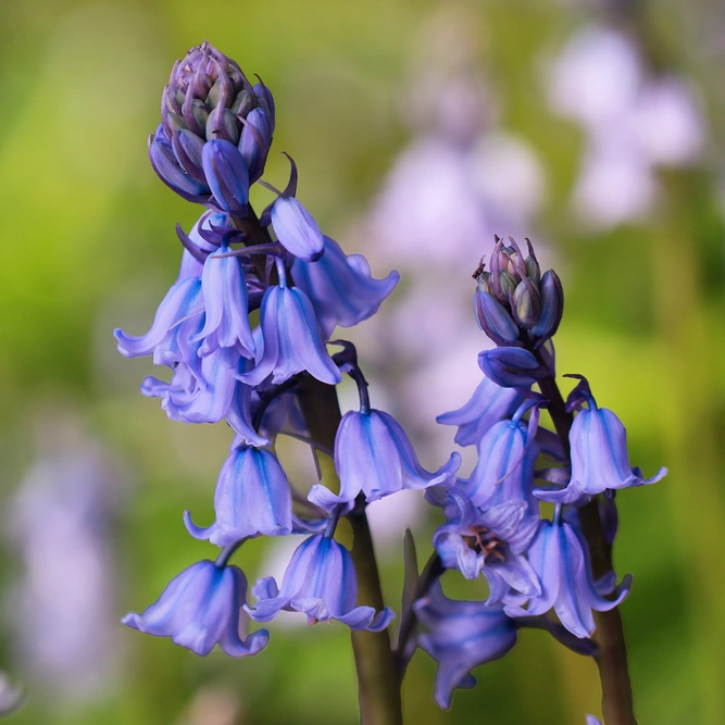 Endymion Non-Scriptus (Pot Size 1L) English Bluebell - Bulbs in Pots