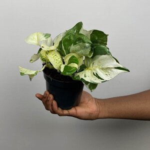 Epipremnum aureum 'Happy Leaf' (Pot Size 12cm) Manjula pothos / Pothos happy leaf - image 2