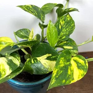 Epipremnum aureum ‘Manjula’ (Pot Size 12cm) - image 2