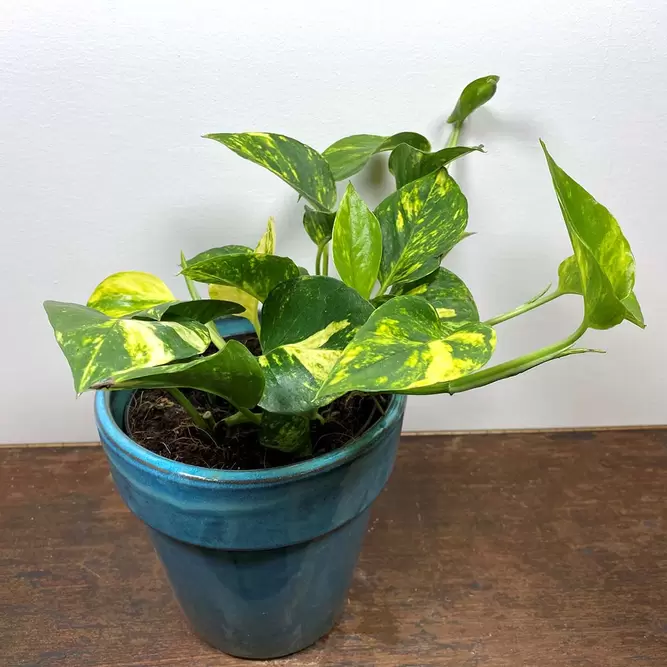 Epipremnum aureum ‘Manjula’ (Pot Size 12cm) - image 3