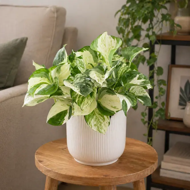 Epipremnum aureum ‘Manjula’ (Pot Size 12cm) - image 1