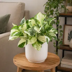 Epipremnum aureum ‘Manjula’ (Pot Size 12cm)