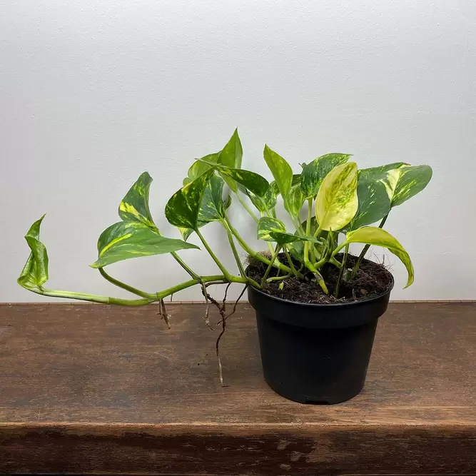 Epipremnum aureum 'N'Joy Gold' (Pot Size 12cm) - image 3