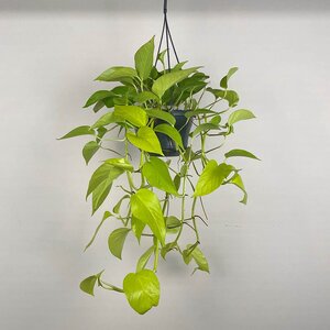 Epipremnum aureum 'Neon' (Hanging Pot 15cm) Neon pothos - image 1