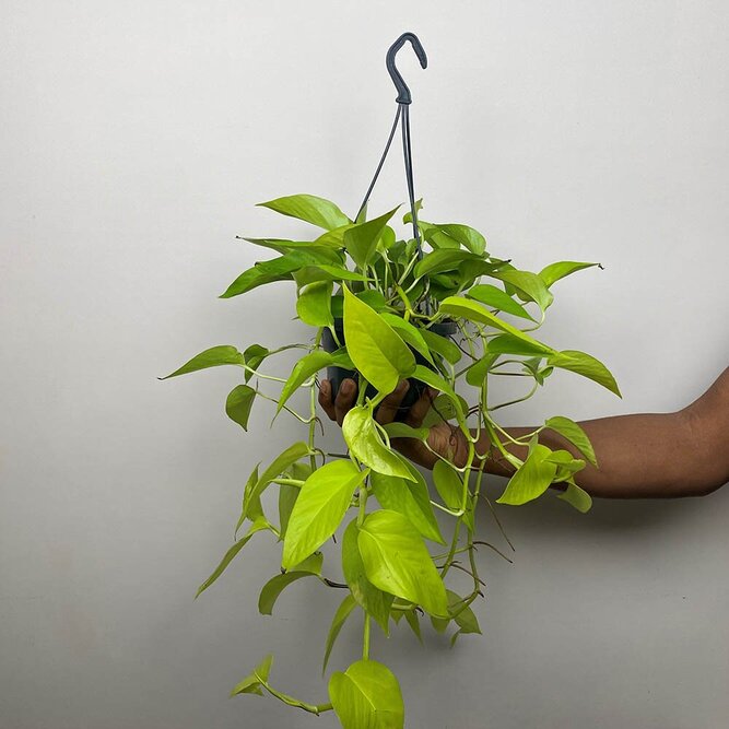 Epipremnum aureum 'Neon' (Hanging Pot 15cm) Neon pothos - image 2