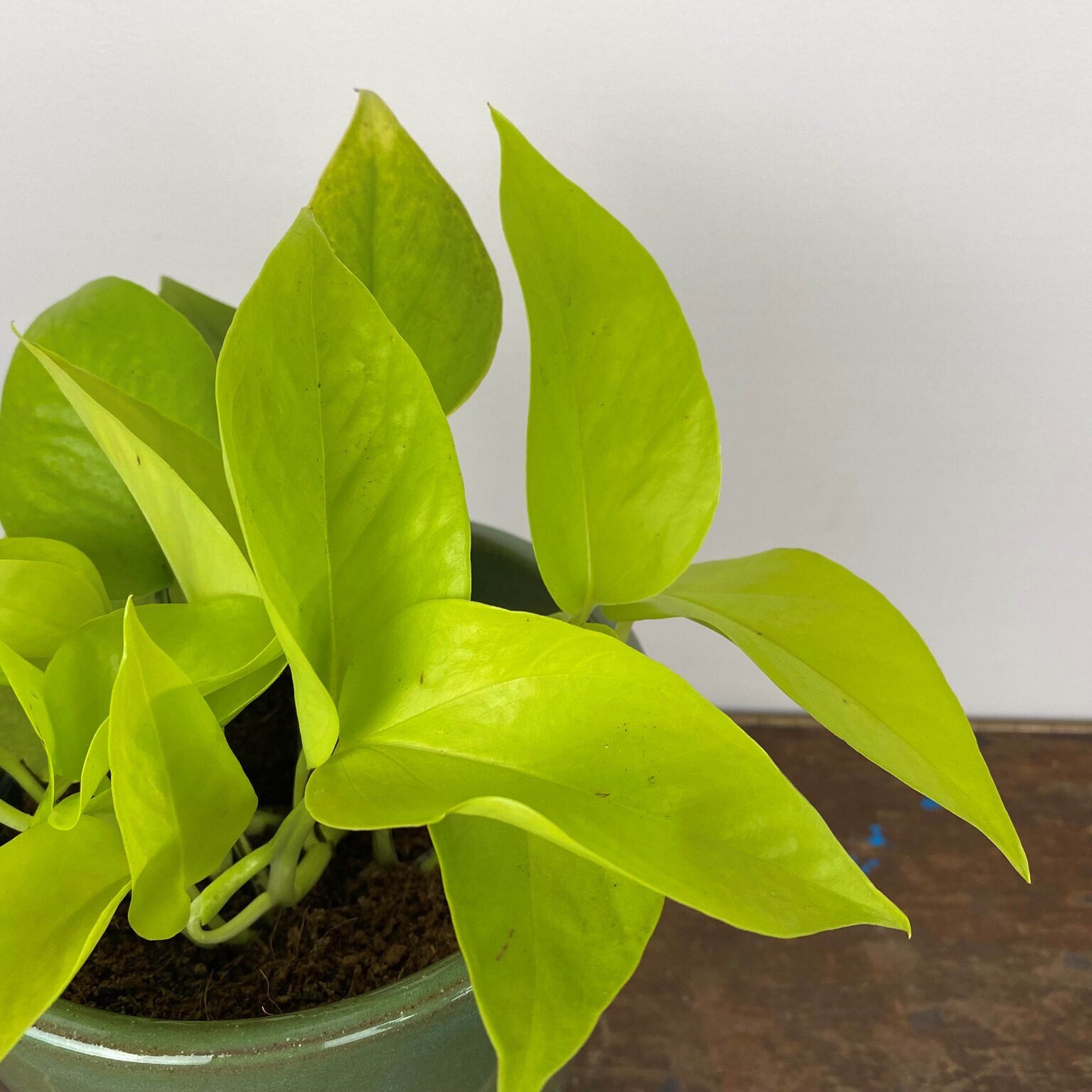 Epipremnum aureum 'Neon' (Pot Size 12cm) Neon pothos from Boma Garden Centre