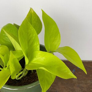 Epipremnum aureum 'Neon' (Pot Size 12cm)   Neon pothos - image 1